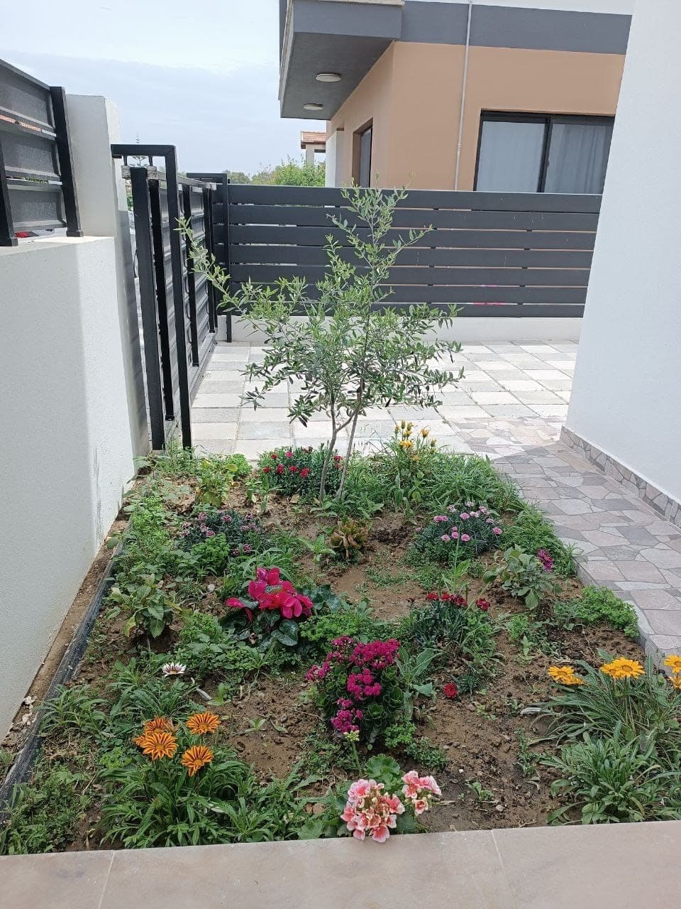Planted bed with a small tree and pink, red and yellow flowers in front of a black garden fence.