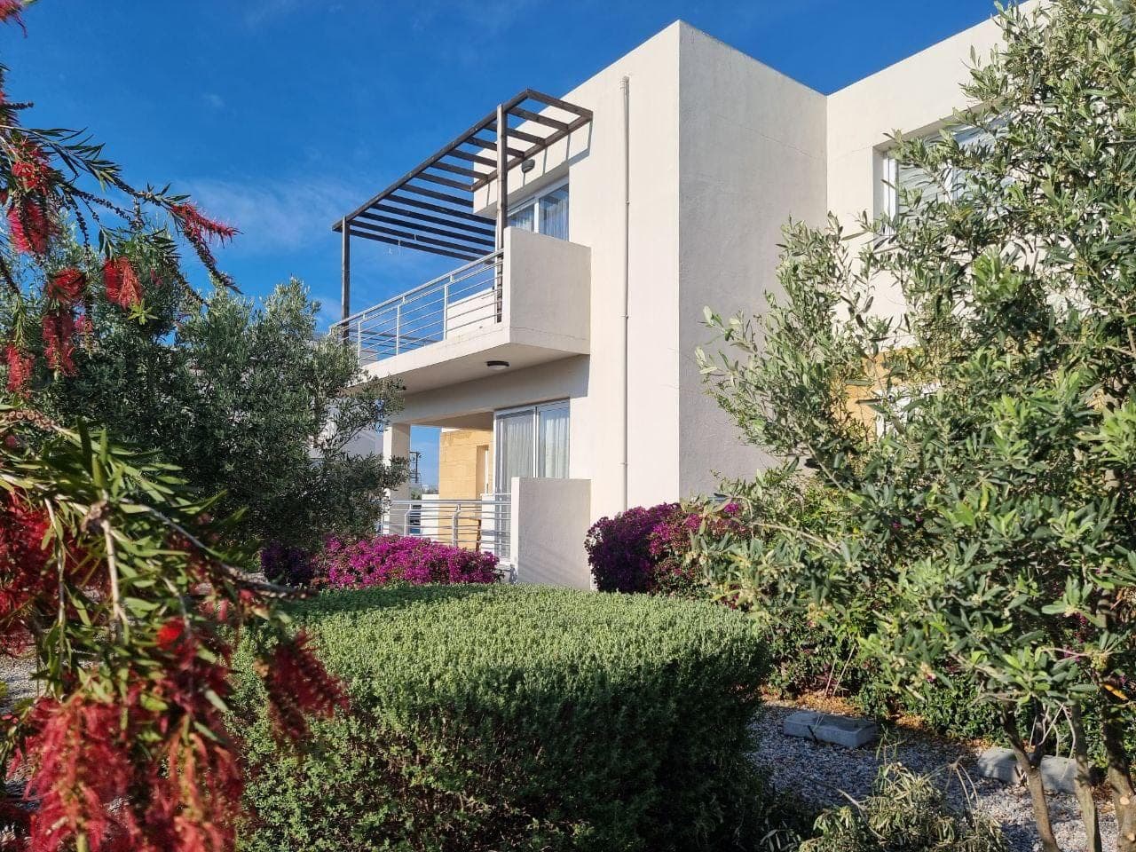 Green plants and purple flowers in front of a white-faced building