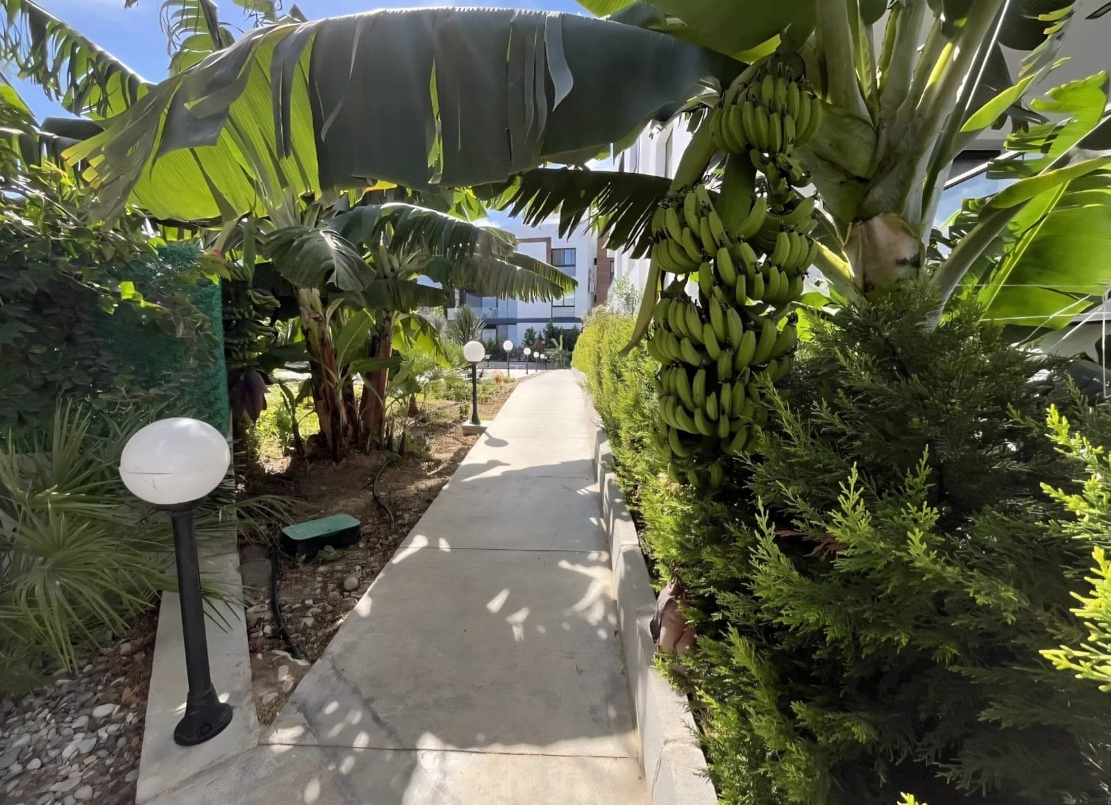 Walkway surrounded by banana trees and green plants, with building exterior.